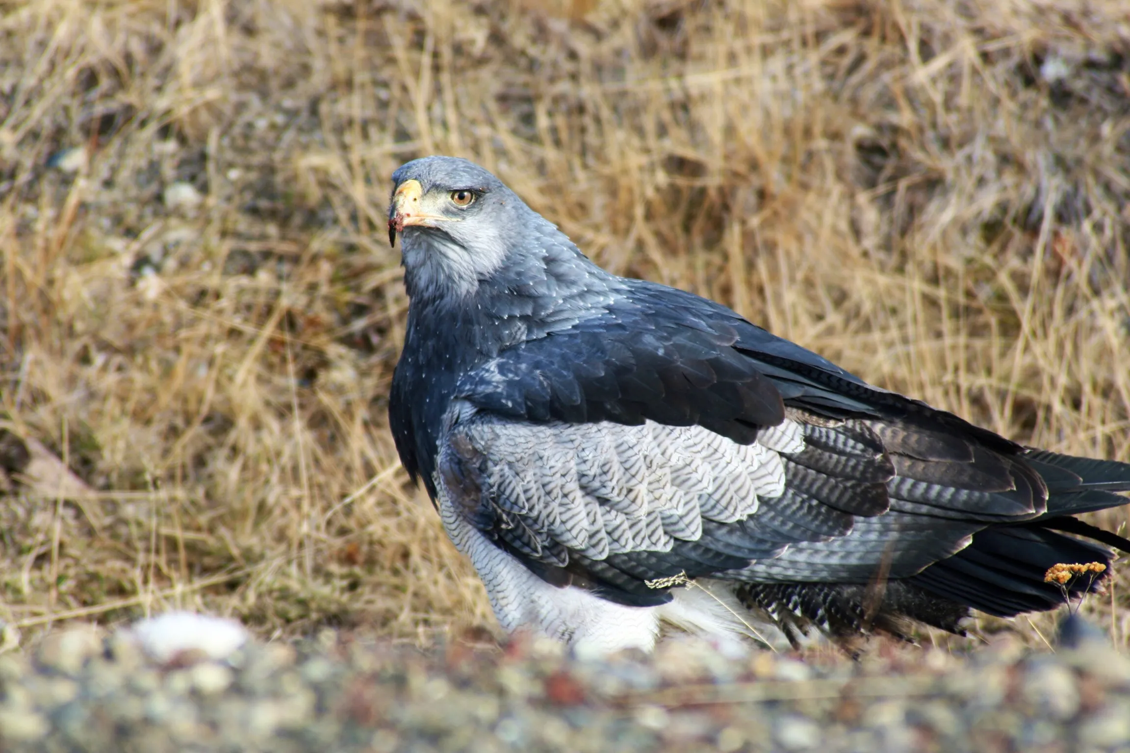 Bird of prey perched, with the steppe behind