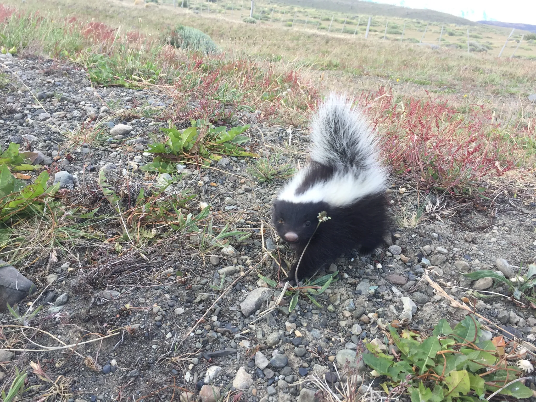 Patagonian skunk among the low vegetation