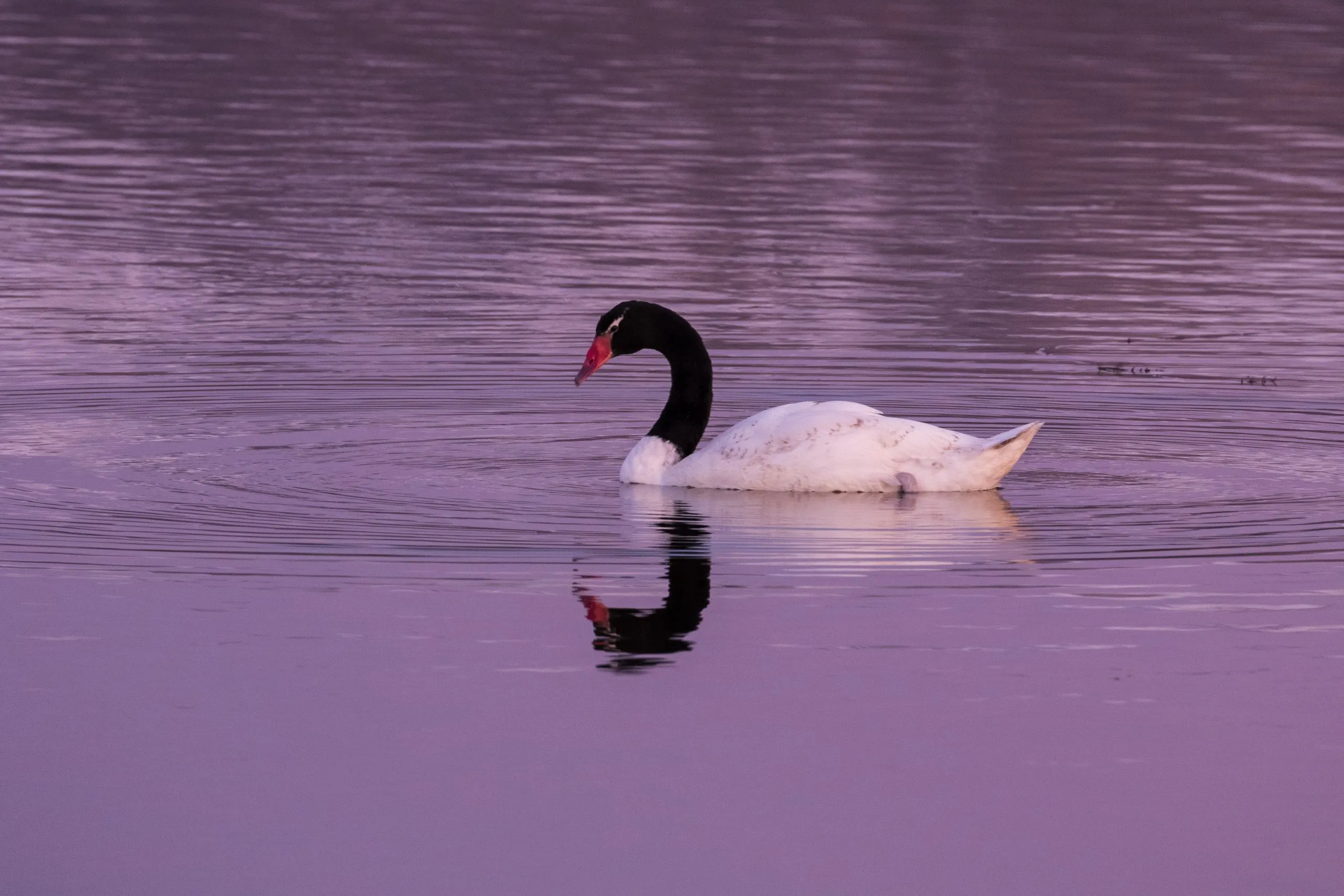 Black-necked swan reflected in the water at dawn