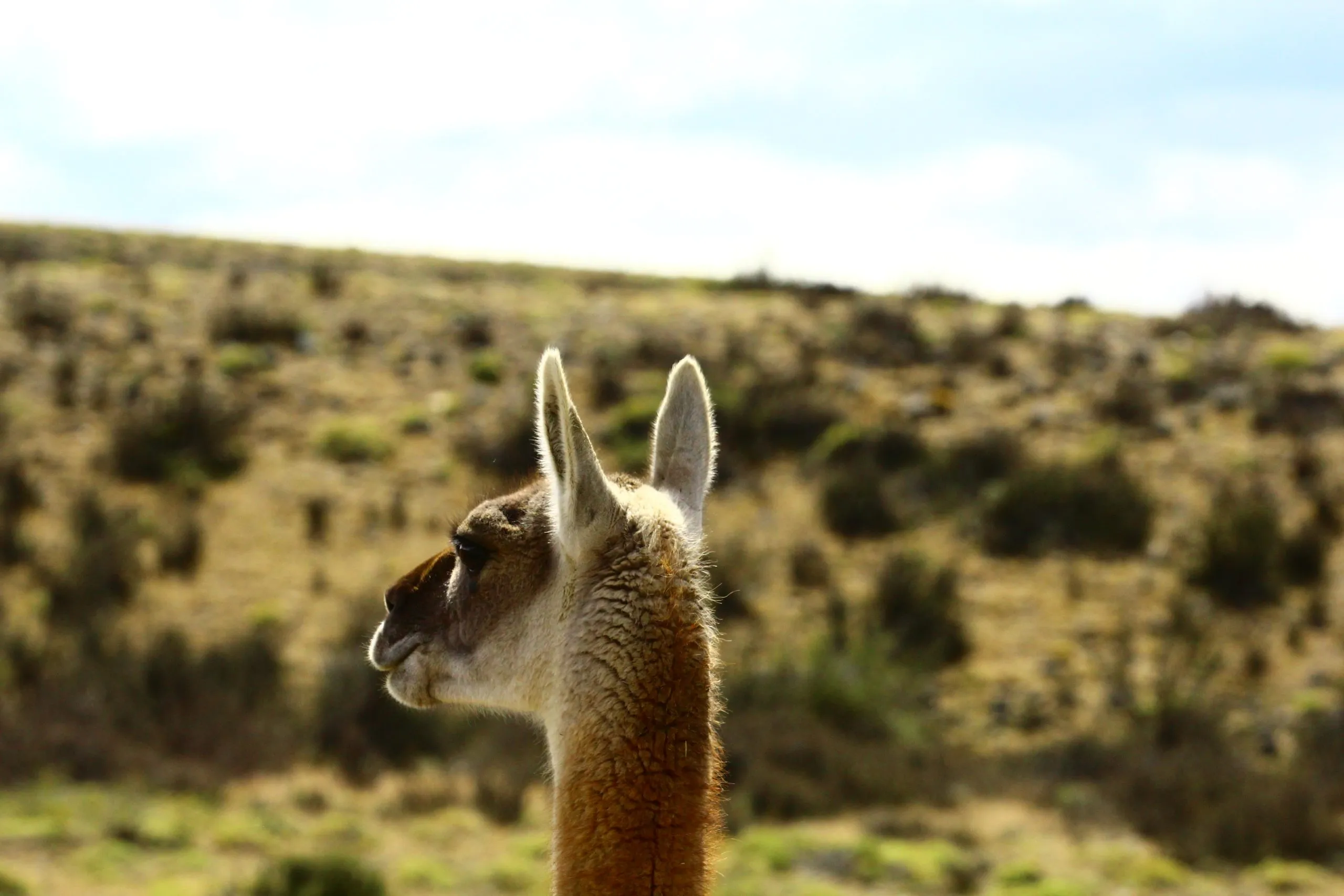 Guanaco in close-up on the steppe