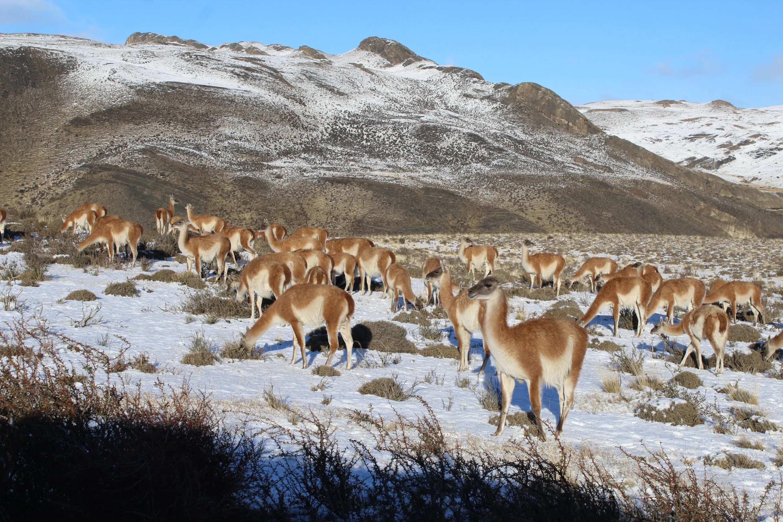 Herd of guanacos crossing a snow-covered field