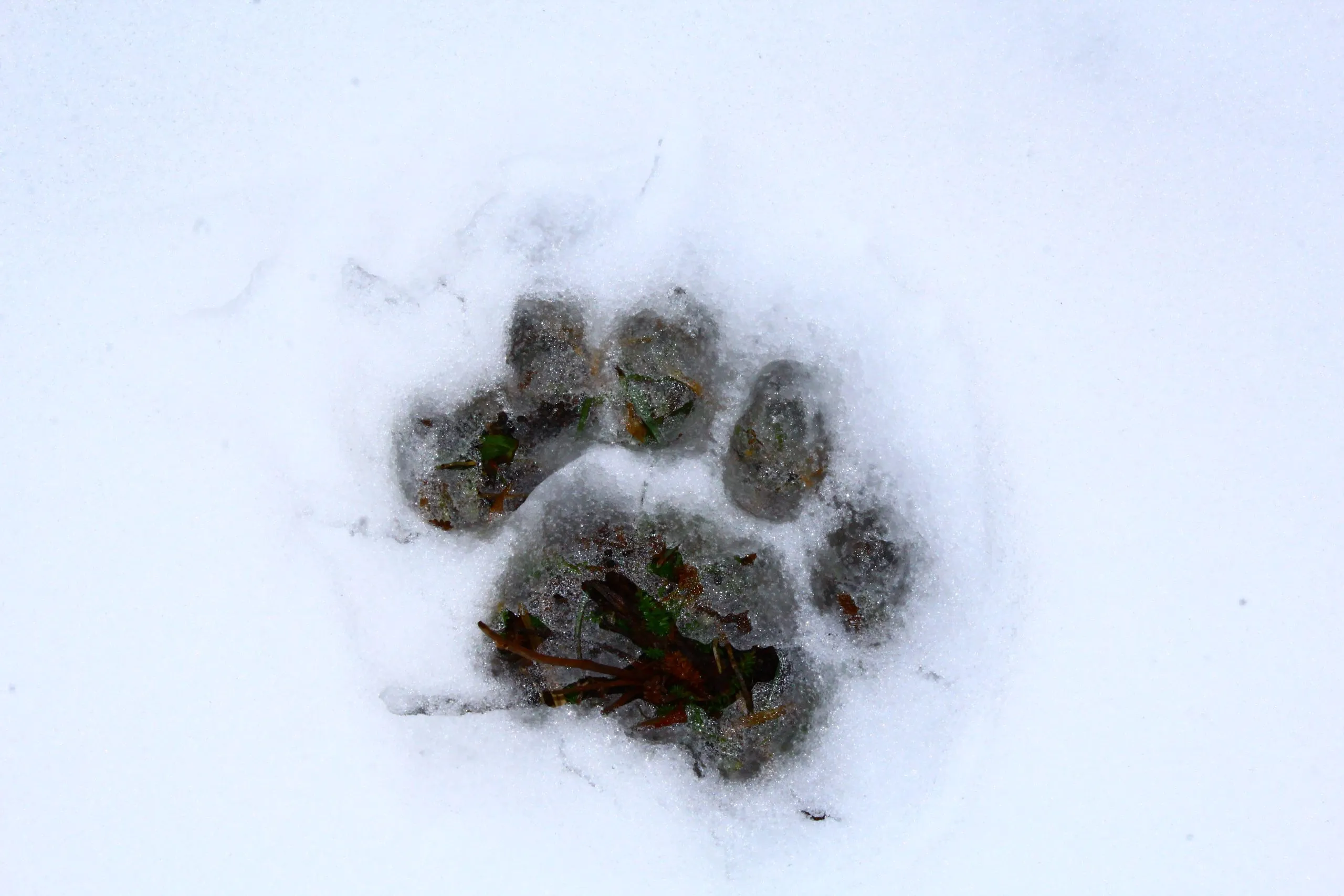Puma track pressed into the snow