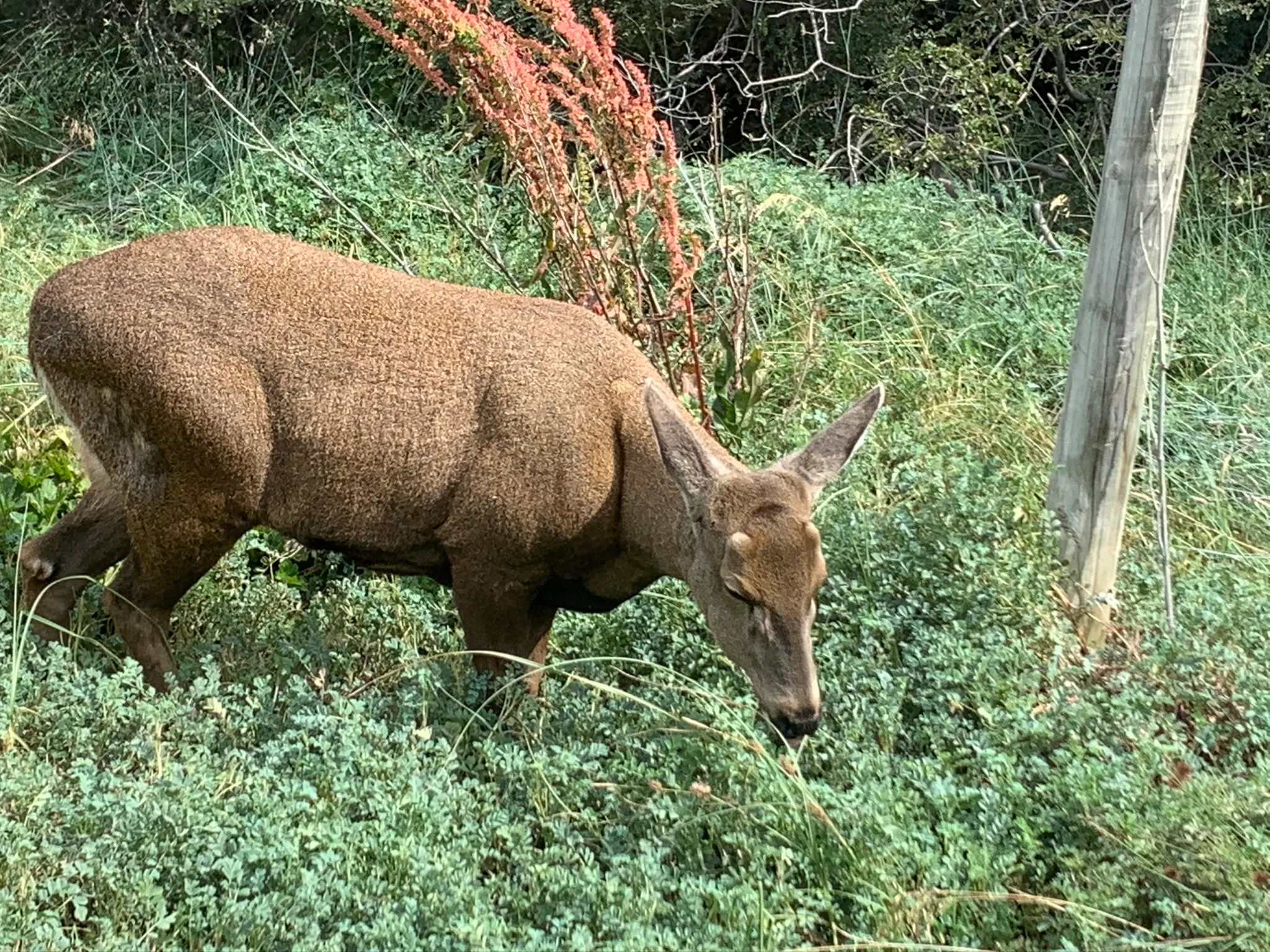 Huemul, the native deer of southern Chile