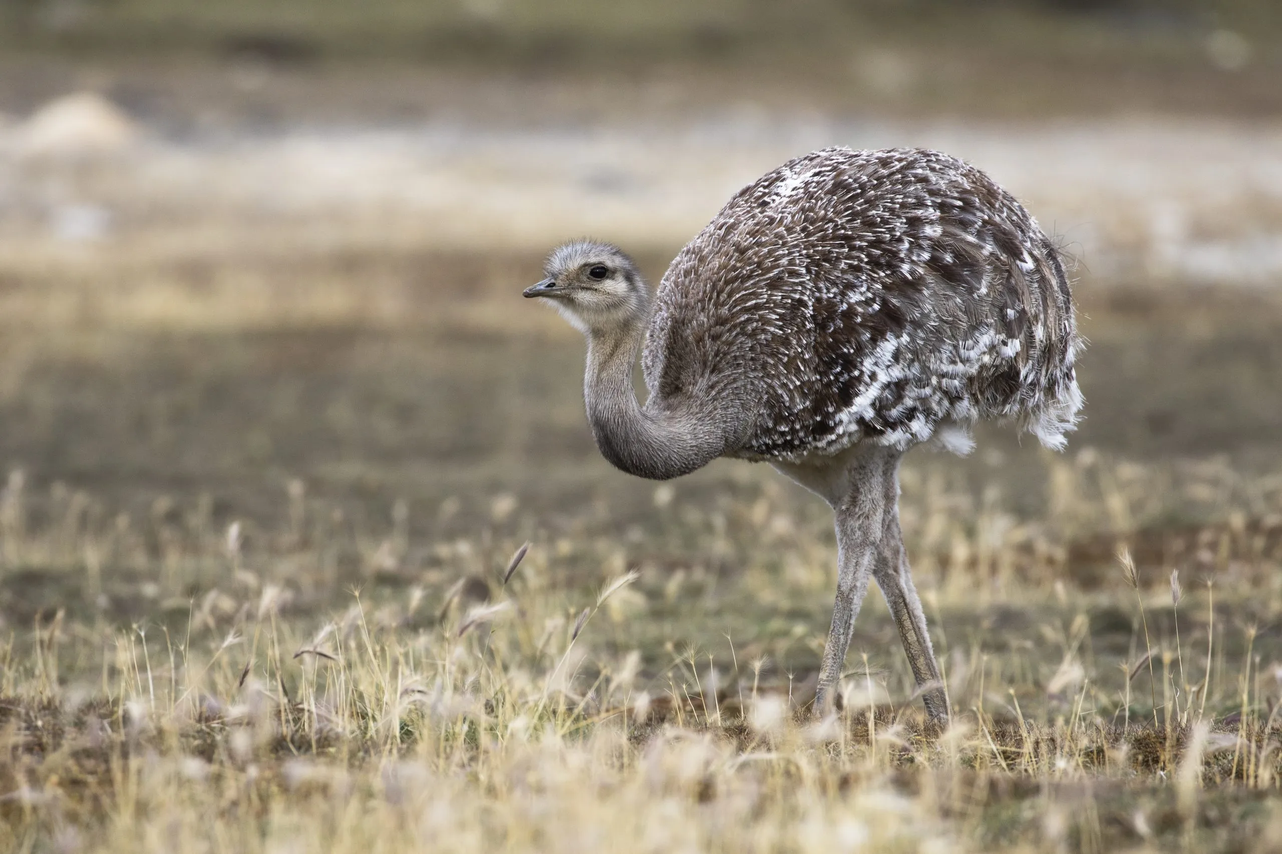 Rhea walking across the pampa