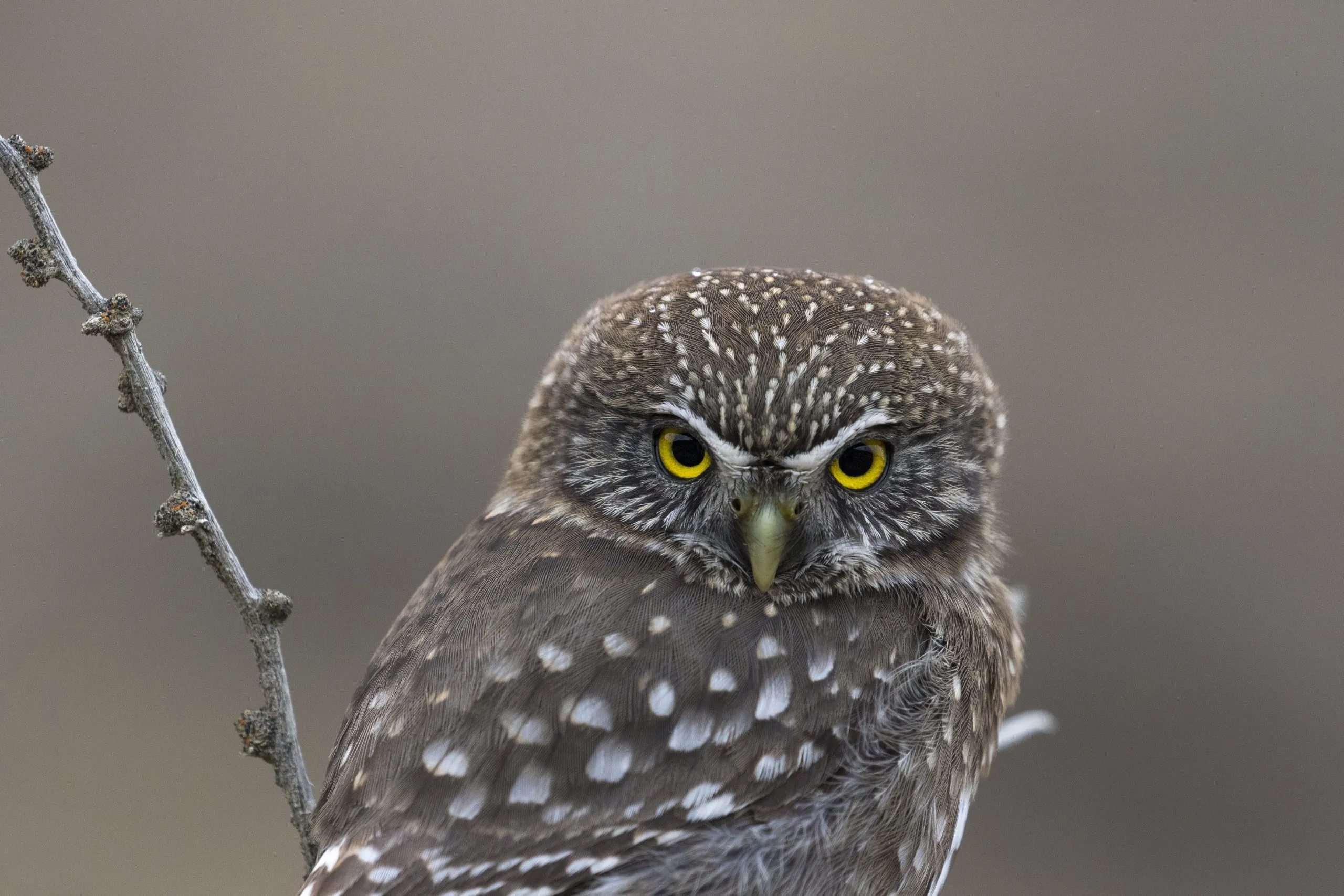 Burrowing owl, the small owl of Patagonia