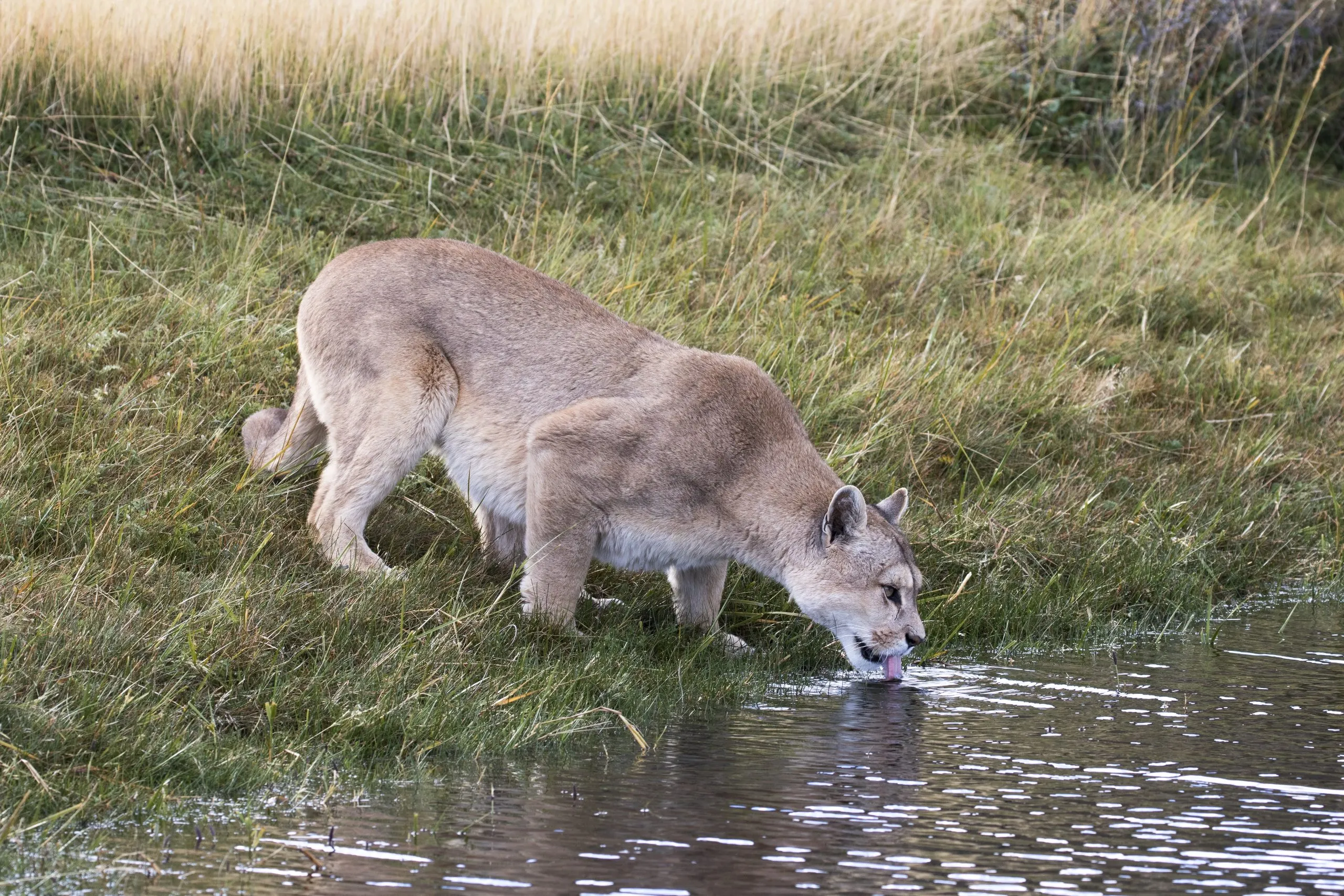 Puma drinking at the edge of a lagoon