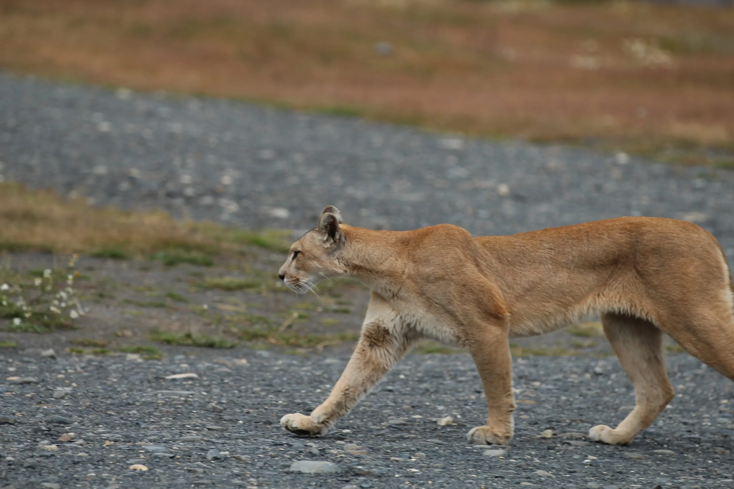 Puma stretching on the gravel road