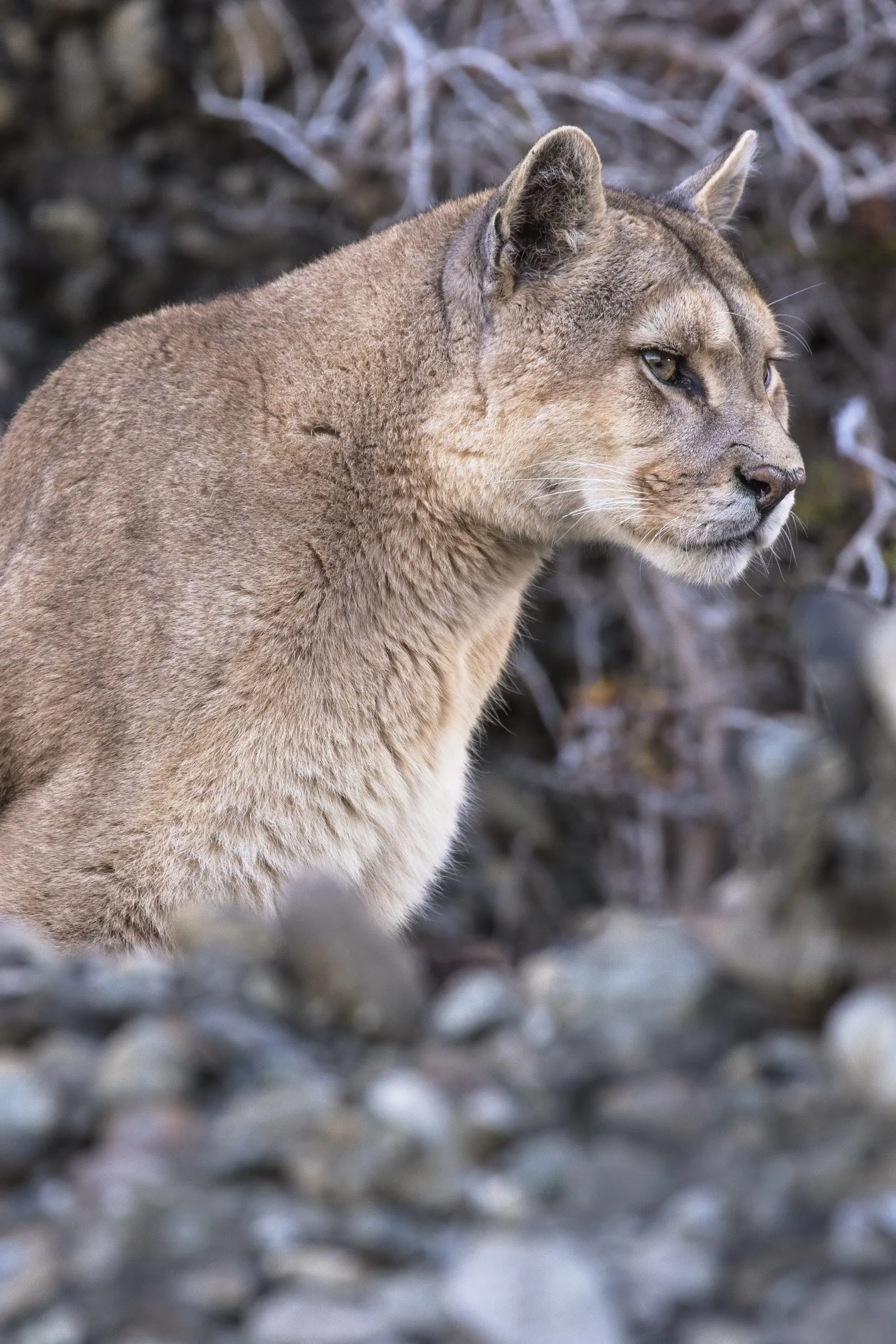 Close-up of a puma among the rocks