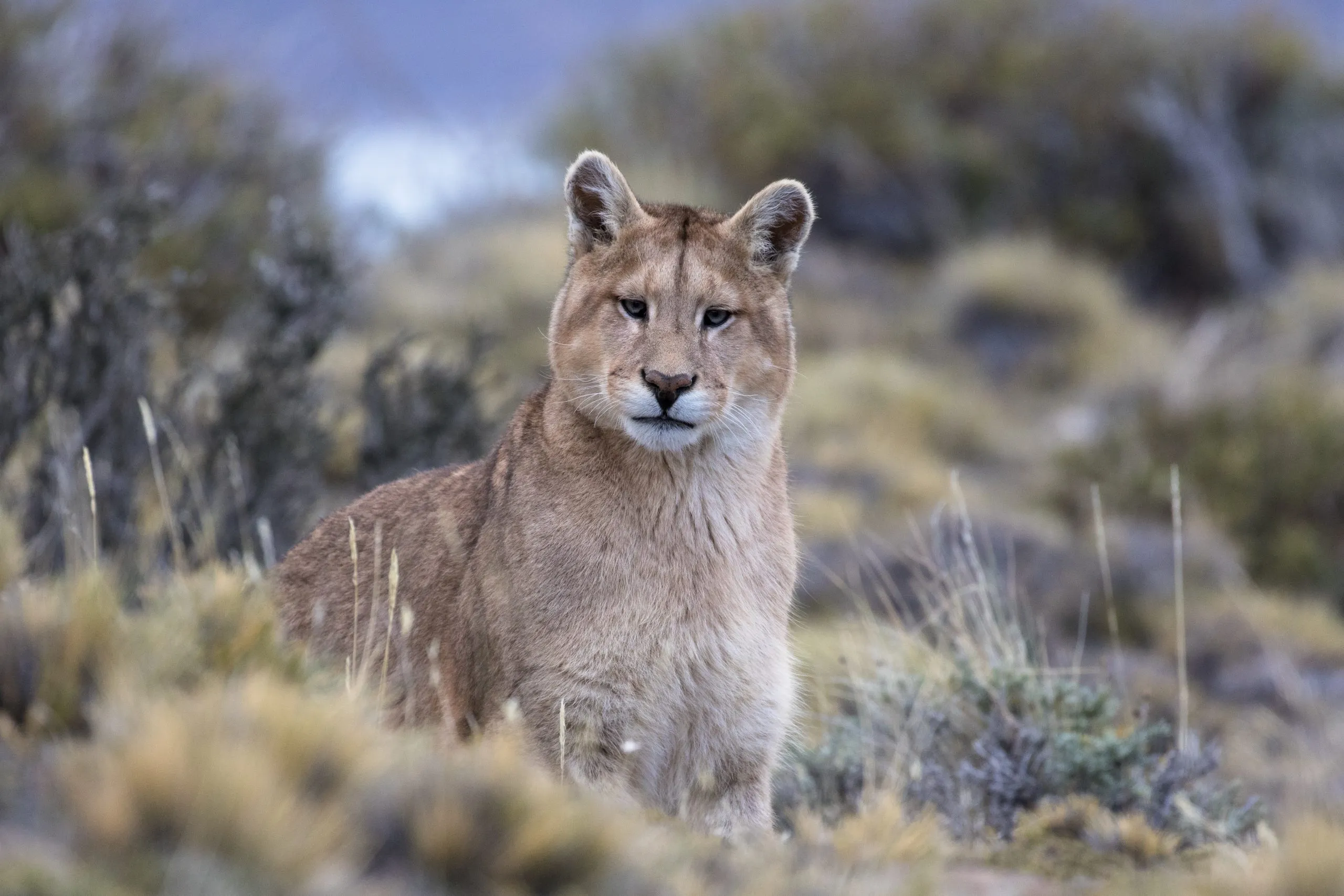Puma watching over the steppe in Torres del Paine