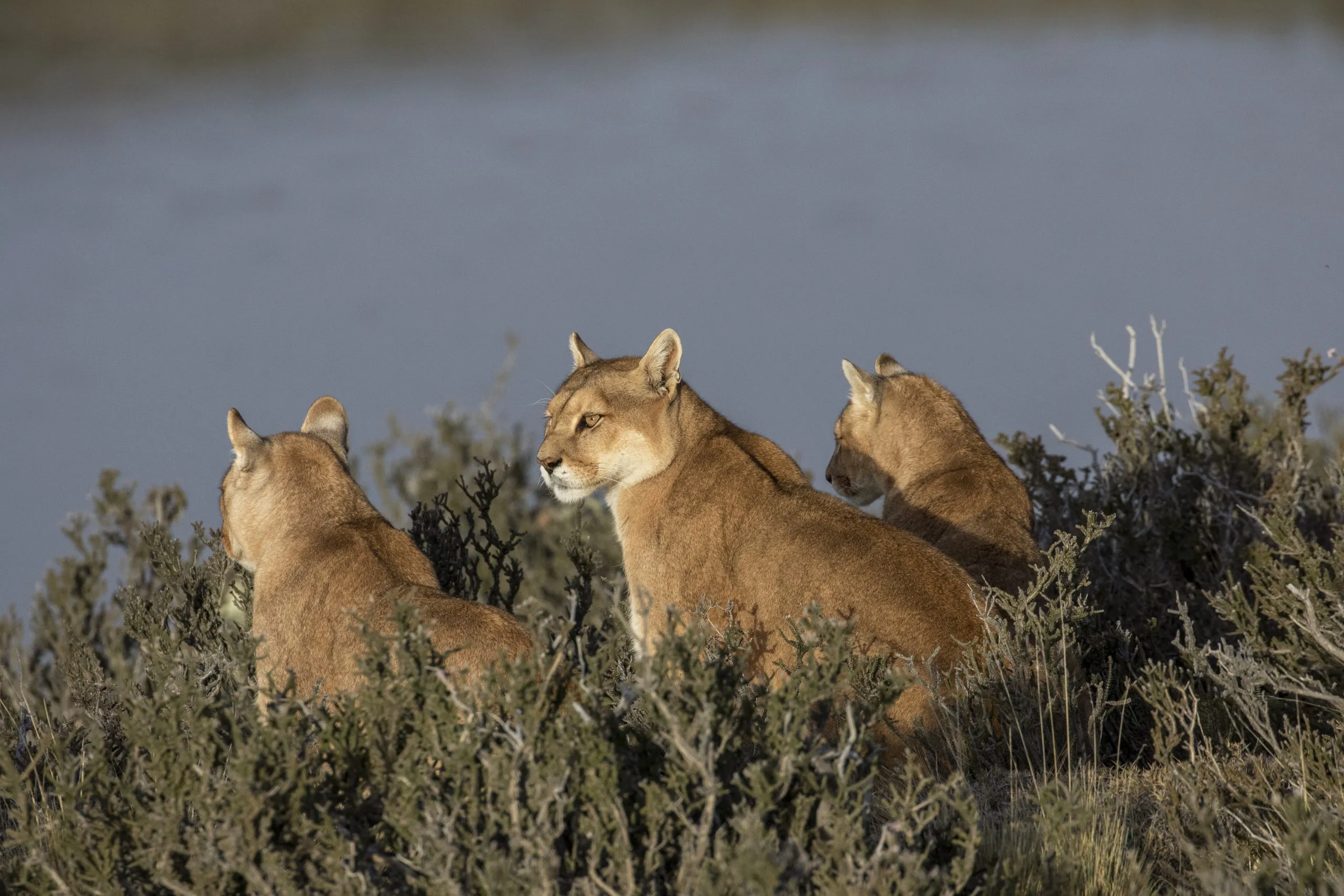 Family group of pumas on the Patagonian steppe