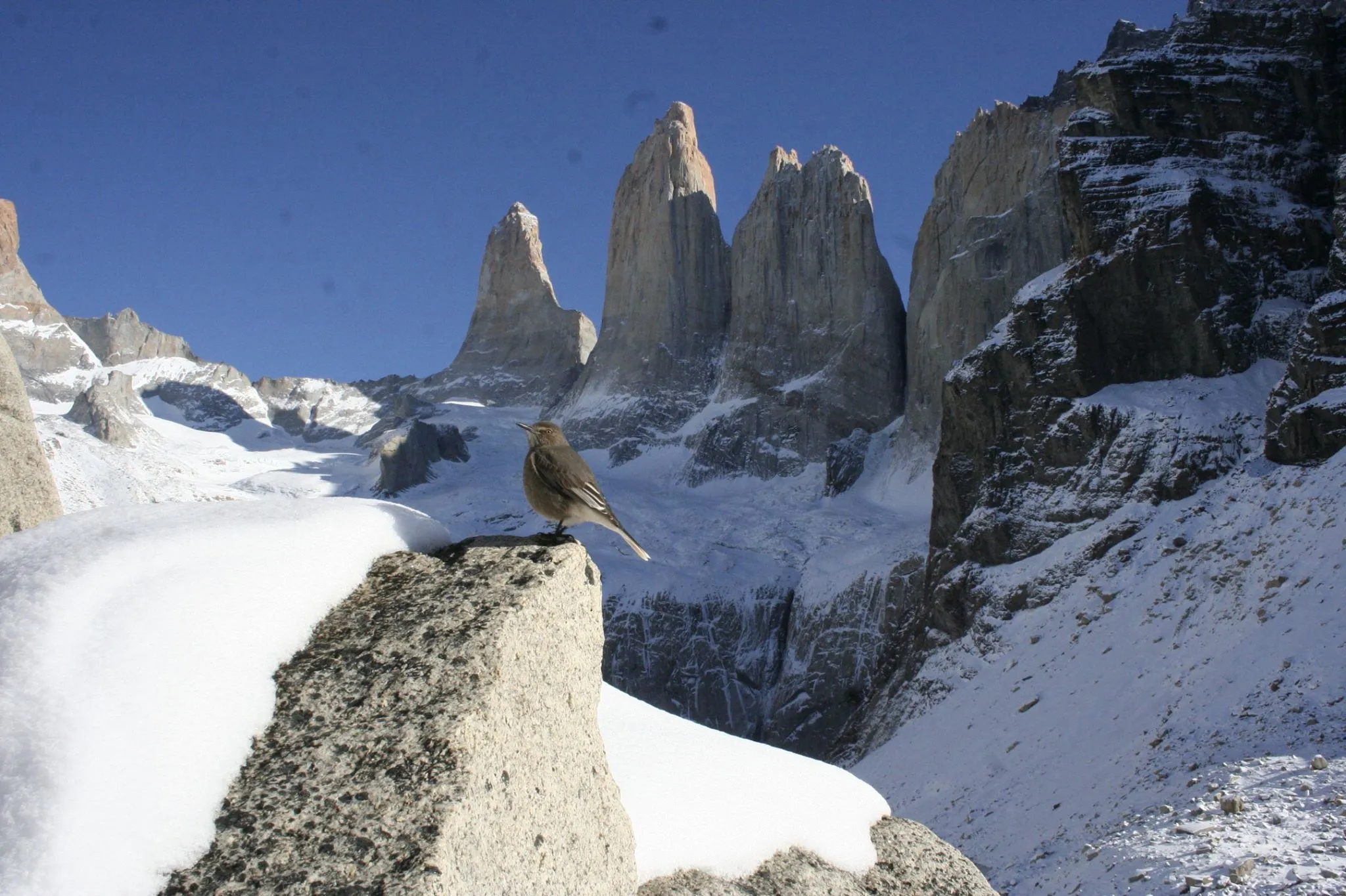 The snow-covered Torres del Paine with a bird flying over