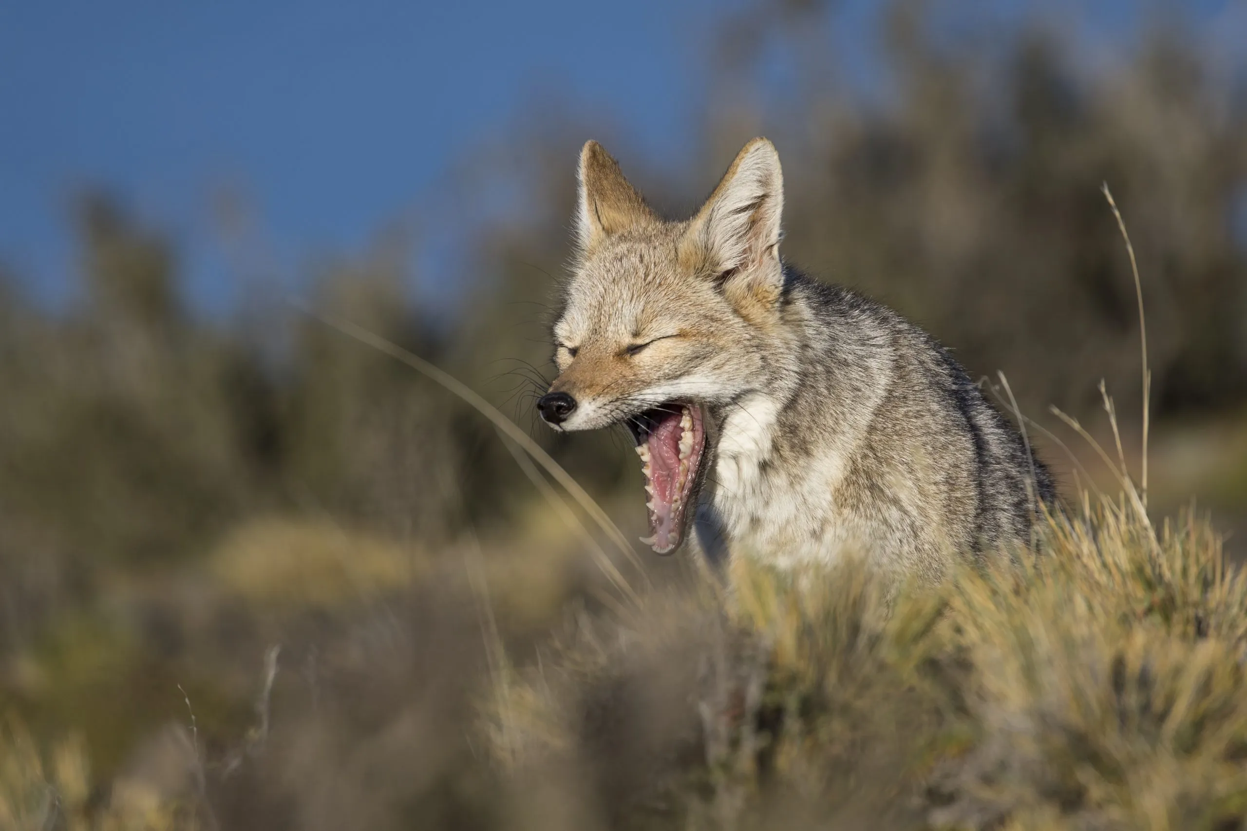 Culpeo fox yawning among the grass tussocks